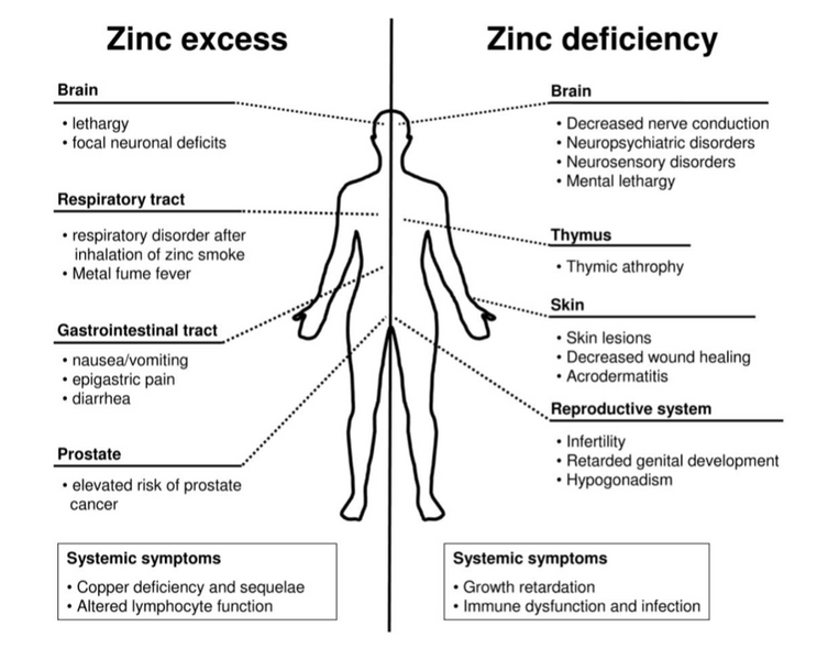 Zinc, Exercise and Thyroid Health
